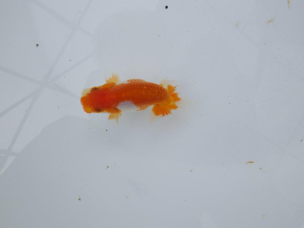 【日らん優等賞獲得ブリーダー】両面綺麗な柄の当歳らんちゅう約8,5㎝