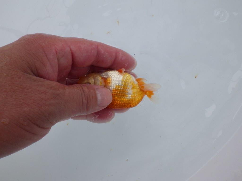 【日らん優等賞獲得ブリーダー】両面綺麗な柄の当歳らんちゅう約8,5㎝