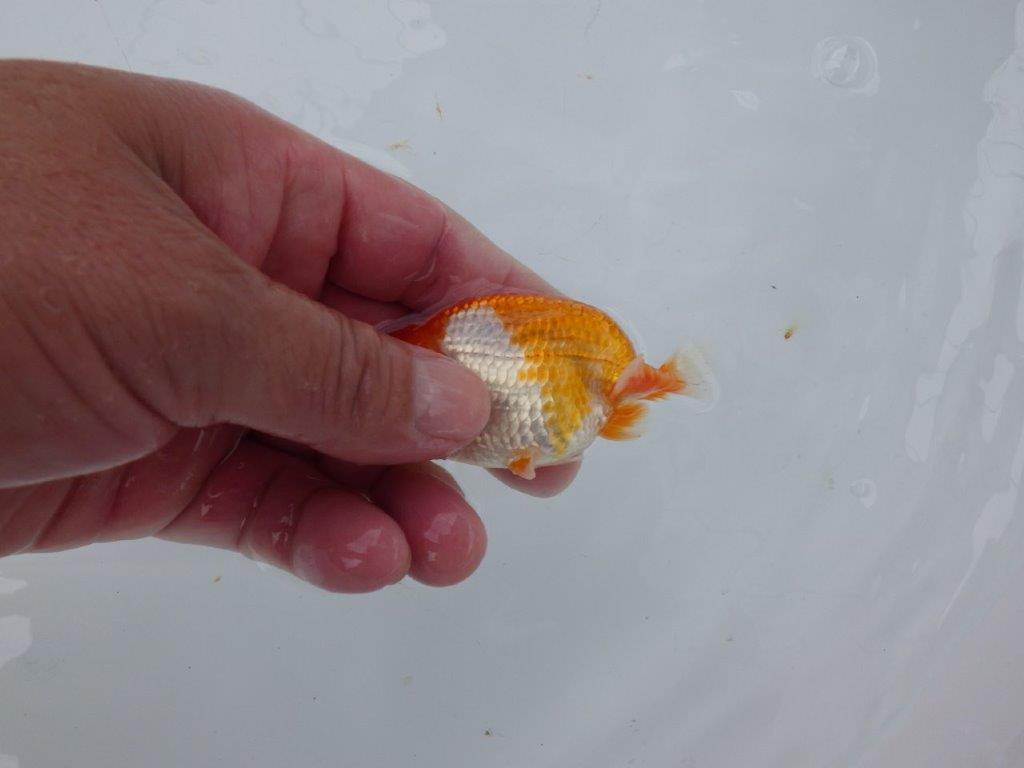 【日らん優等賞獲得ブリーダー】両面綺麗な柄の当歳らんちゅう約8,5㎝