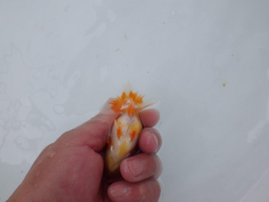 【日らん優等賞獲得ブリーダー】両面綺麗な柄の当歳らんちゅう約8,5㎝
