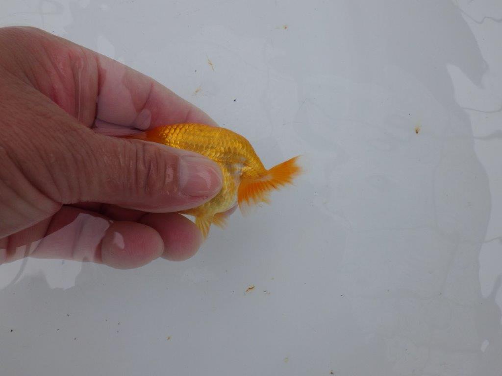 【日らん優等賞獲得ブリーダー】尾の柄が珍しい当歳らんちゅう約8,5㎝