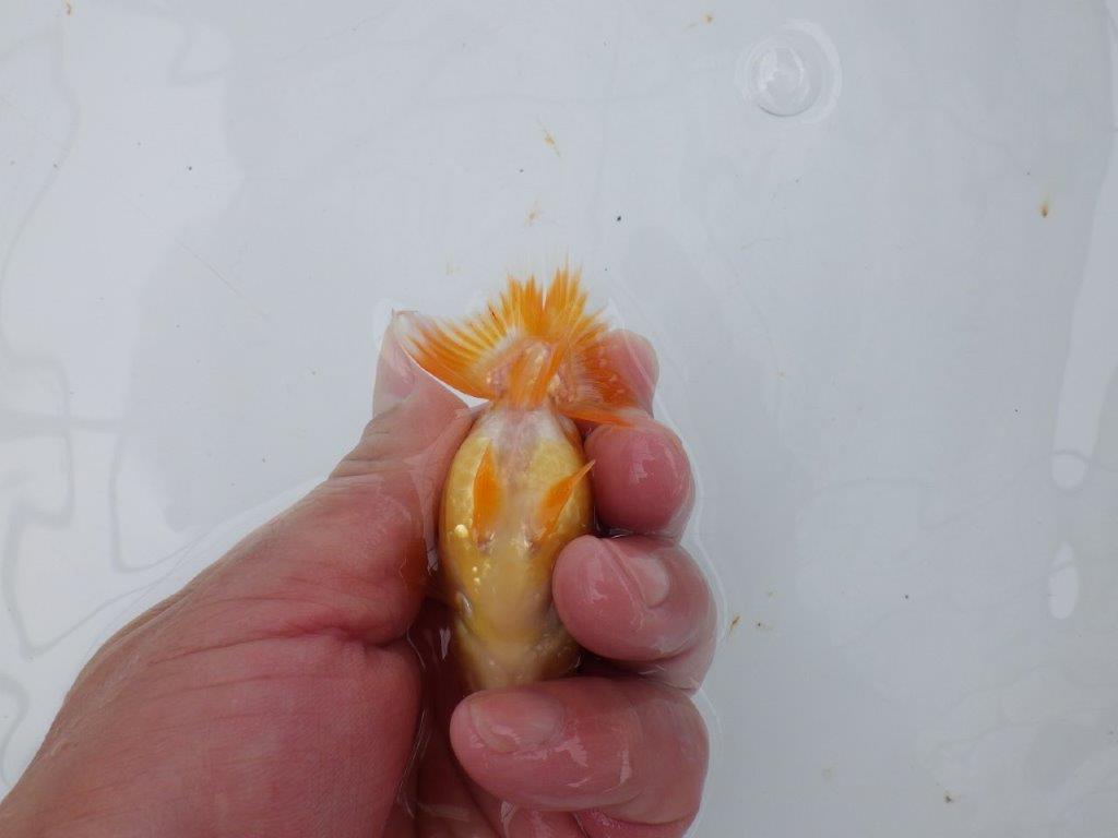 【日らん優等賞獲得ブリーダー】尾の柄が珍しい当歳らんちゅう約8,5㎝