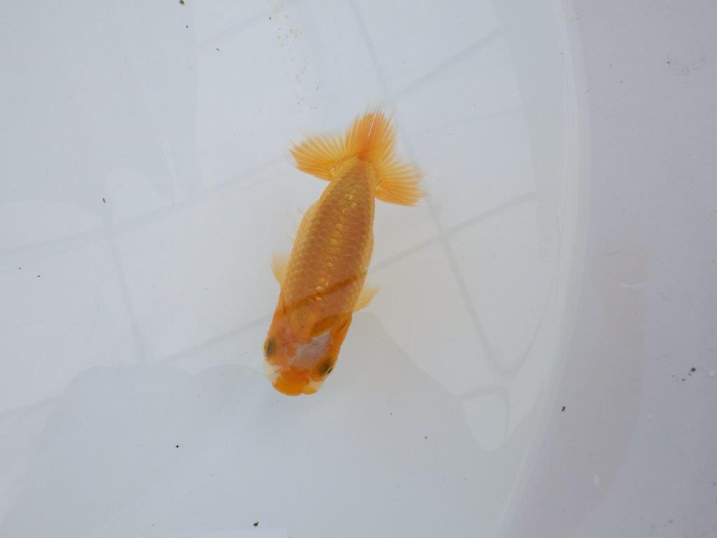 【全国大会東大関獲得ブリーダー 】背、腰も綺麗で楽しめます！当歳らんちゅう約8,5㎝