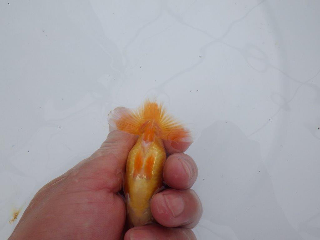 【全国大会東大関獲得ブリーダー 】背、腰も綺麗で楽しめます！当歳らんちゅう約8,5㎝