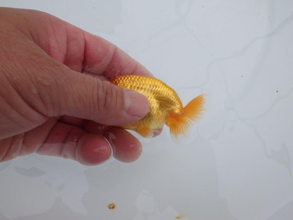 【全国大会東大関獲得ブリーダー 】背、腰も綺麗で楽しめます！当歳らんちゅう約8,5㎝