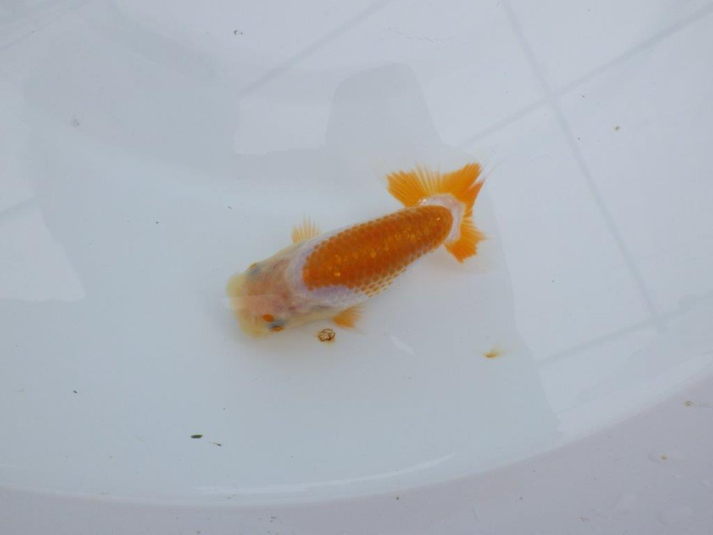 【全国大会東大関獲得ブリーダー 】尾張りも良く柄も綺麗！当歳らんちゅう約9㎝