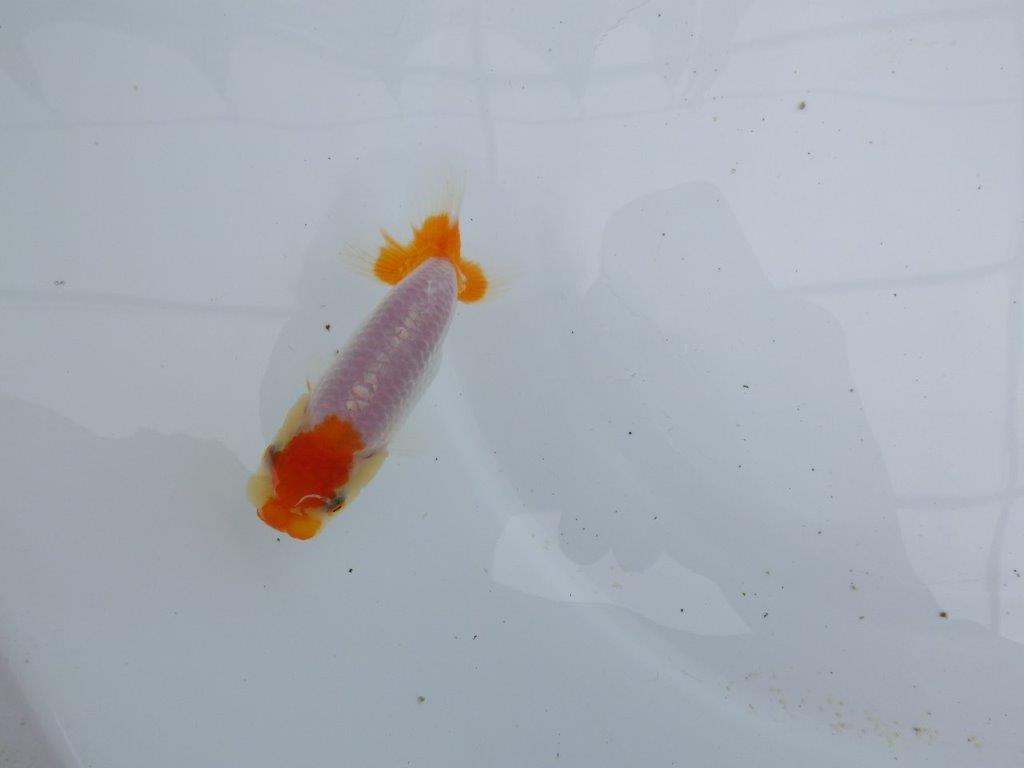 【全国大会東大関獲得ブリーダー 】メリハリの利いた柄でお勧め当歳らんちゅう約8,5㎝