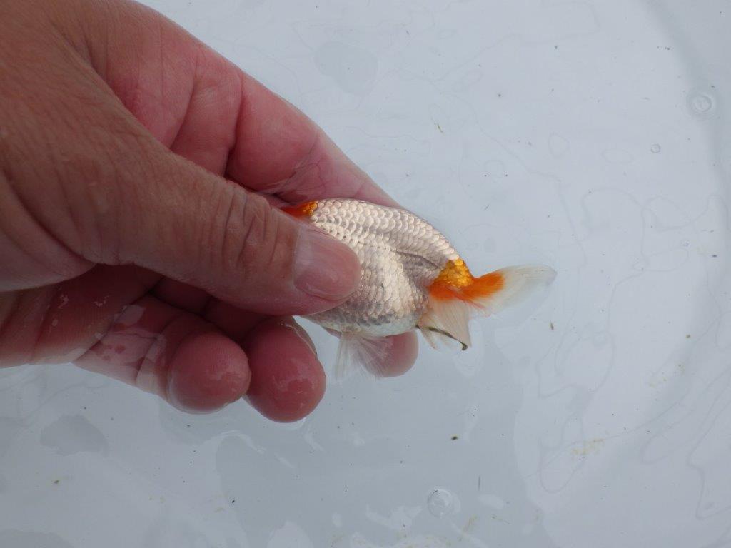 【全国大会東大関獲得ブリーダー 】メリハリの利いた柄でお勧め当歳らんちゅう約8,5㎝