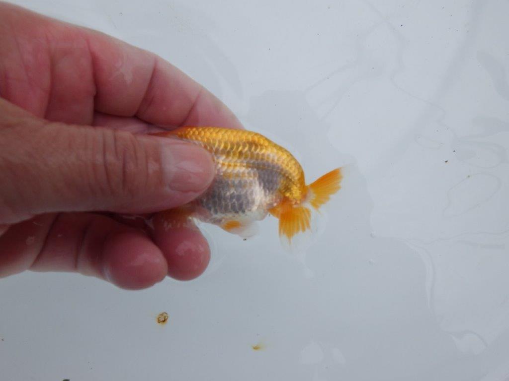 【全国大会東大関獲得ブリーダー 】非常に綺麗な更紗！当歳らんちゅう約8,5㎝