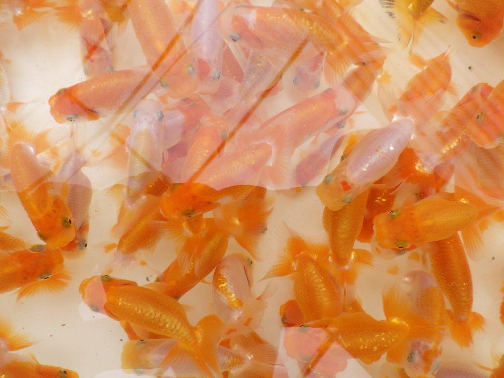 【愛知フンタンブリーダー 】純粋にご鑑賞をお楽しみ頂く１０尾セット当歳らんちゅう約6~8㎝