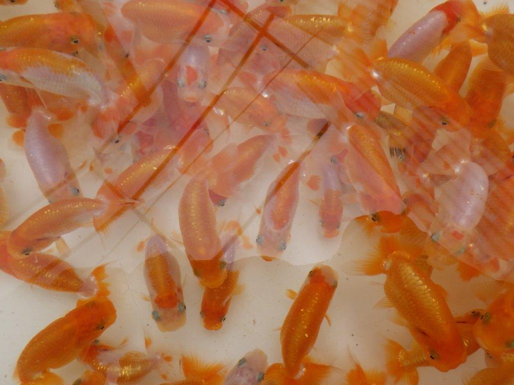 【愛知フンタンブリーダー 】入荷魚の中から一番良い５尾セット当歳らんちゅう約6~8㎝限定１