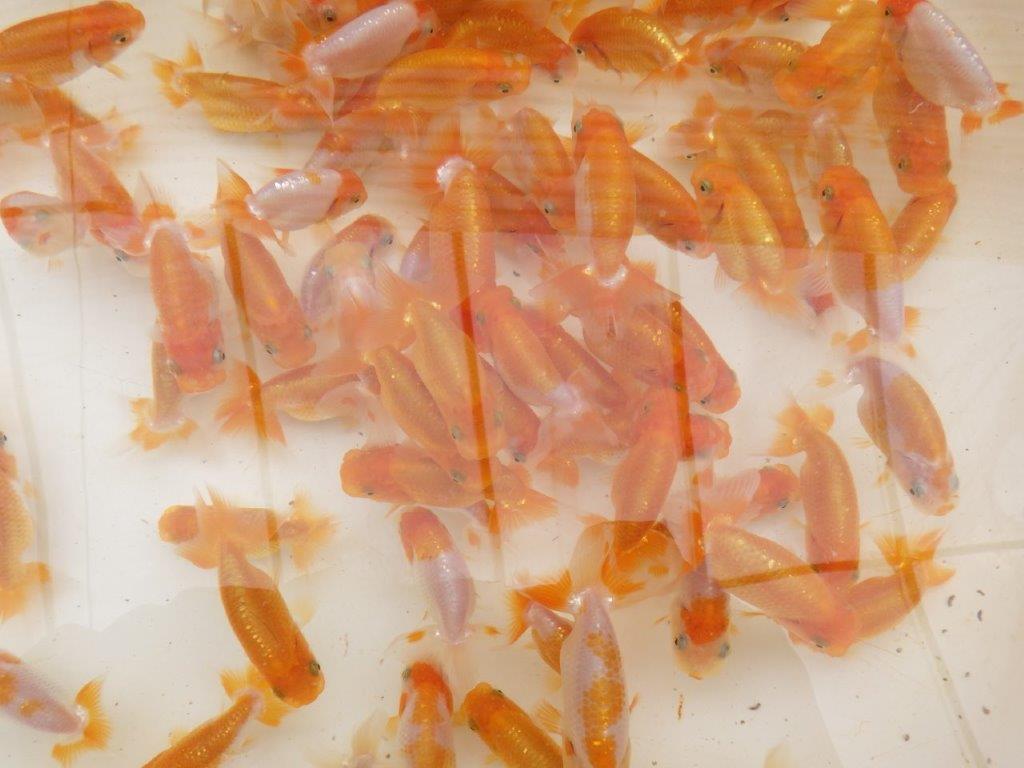 【愛知フンタンブリーダー 】入荷魚の中から一番良い５尾セット当歳らんちゅう約6~8㎝限定１