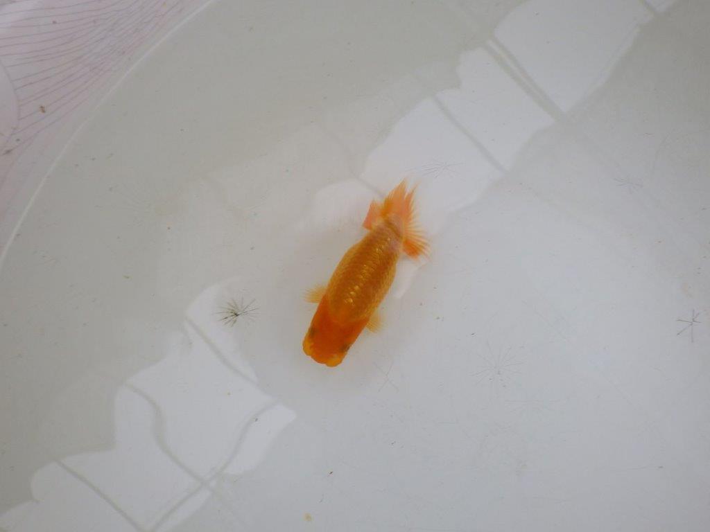 【岡山村上暢彦氏】魚の雰囲気がとても良い当歳らんちゅう約10㎝