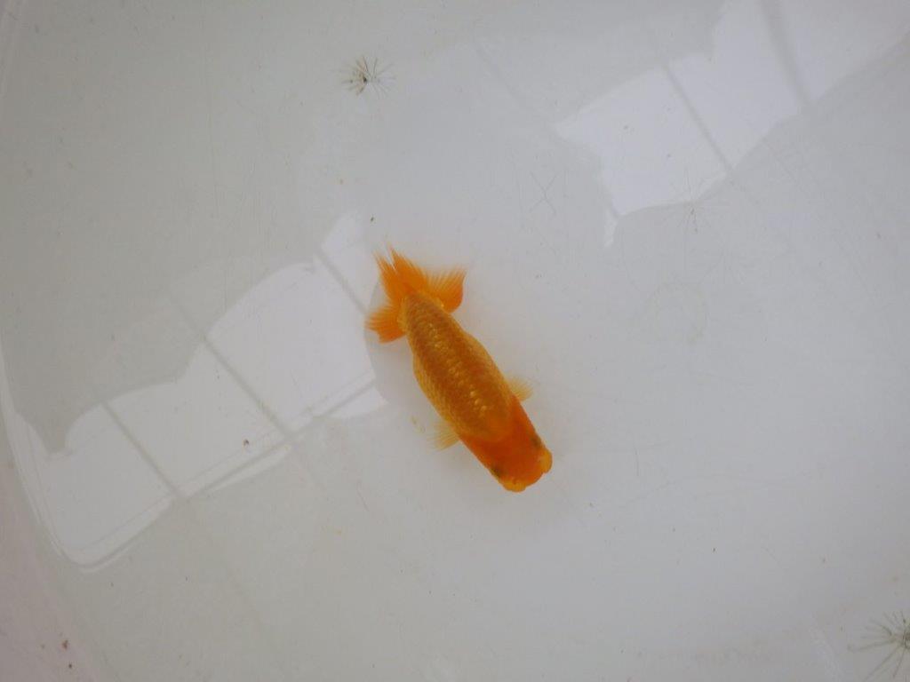 【岡山村上暢彦氏】魚の雰囲気がとても良い当歳らんちゅう約10㎝