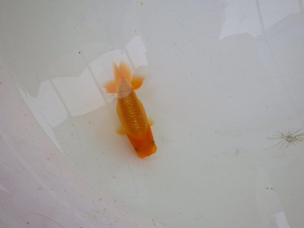 【岡山村上暢彦氏】魚の雰囲気がとても良い当歳らんちゅう約10㎝