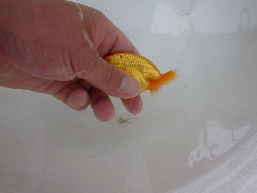 【岡山村上暢彦氏】魚の雰囲気がとても良い当歳らんちゅう約10㎝