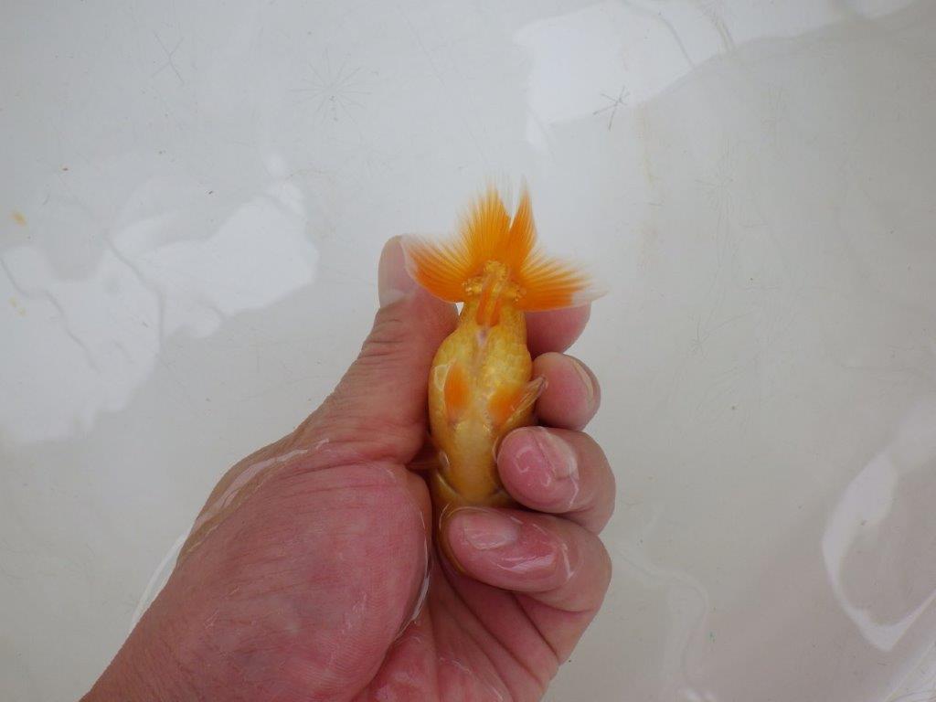 【岡山村上暢彦氏】魚の雰囲気がとても良い当歳らんちゅう約10㎝