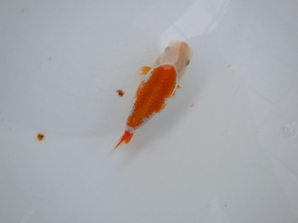 【岡山村上暢彦氏系統】遊び心があって良いですね！フナオらんちゅう約11cm