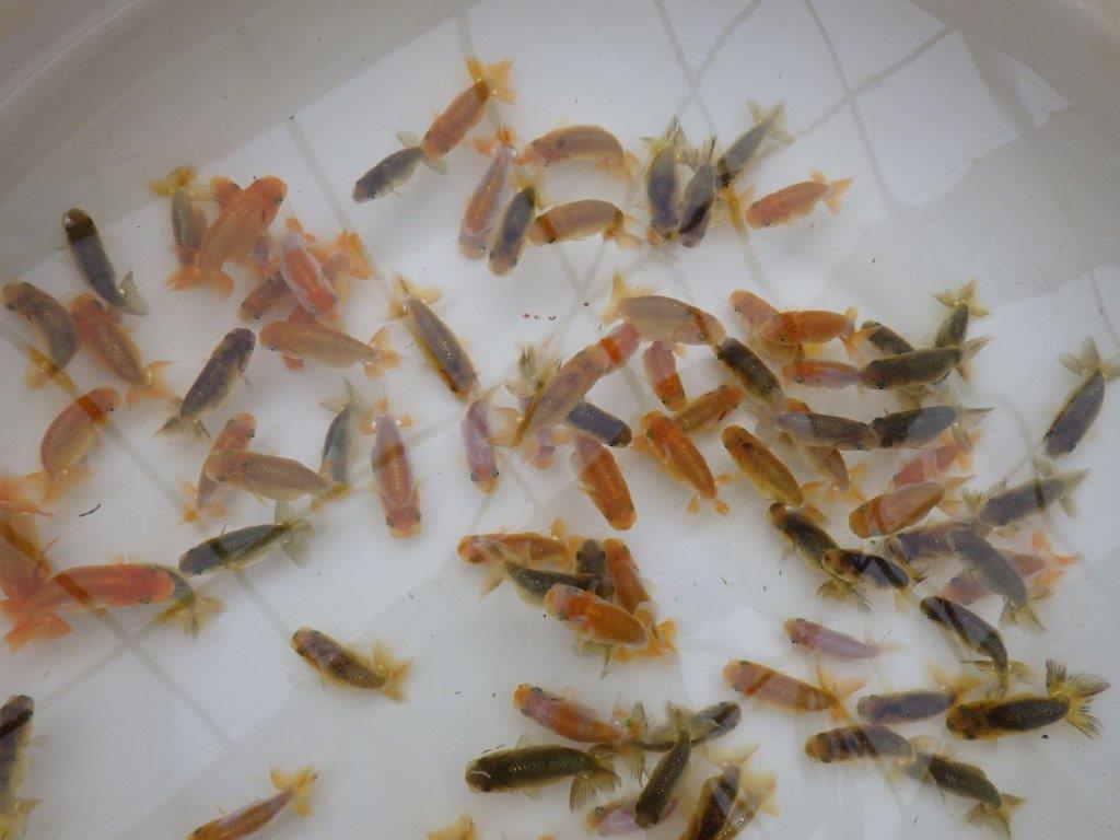 【岡山村上暢彦氏】入荷魚の中から小さ目サイズの１５尾セット約5~6㎝
