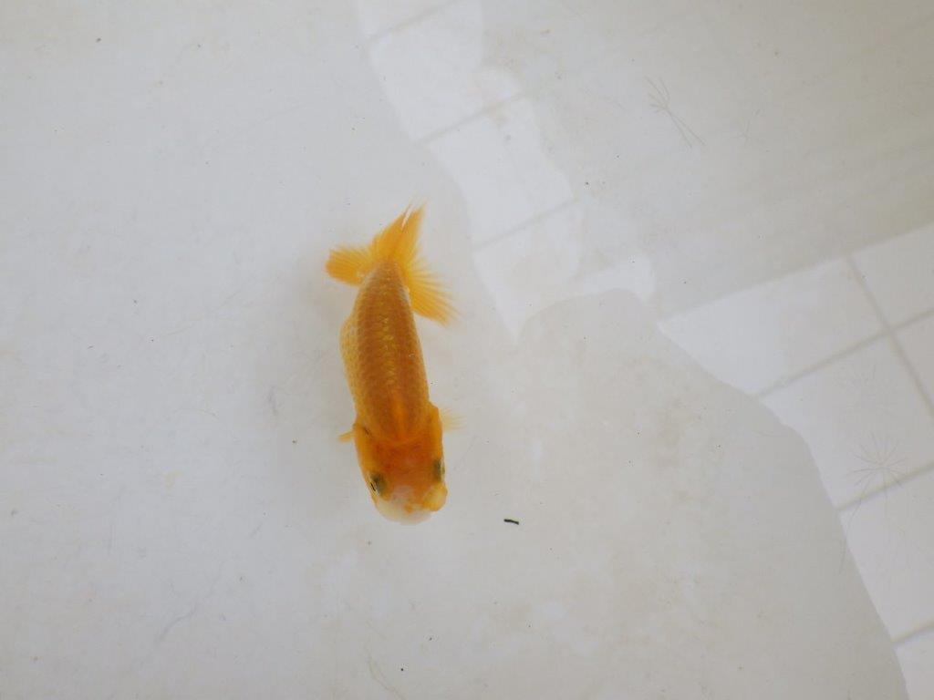 【 激熱！！】頭が良く背も美しい更紗らんちゅう　約7,5ｃｍ　西大関系統　　期間限定販売