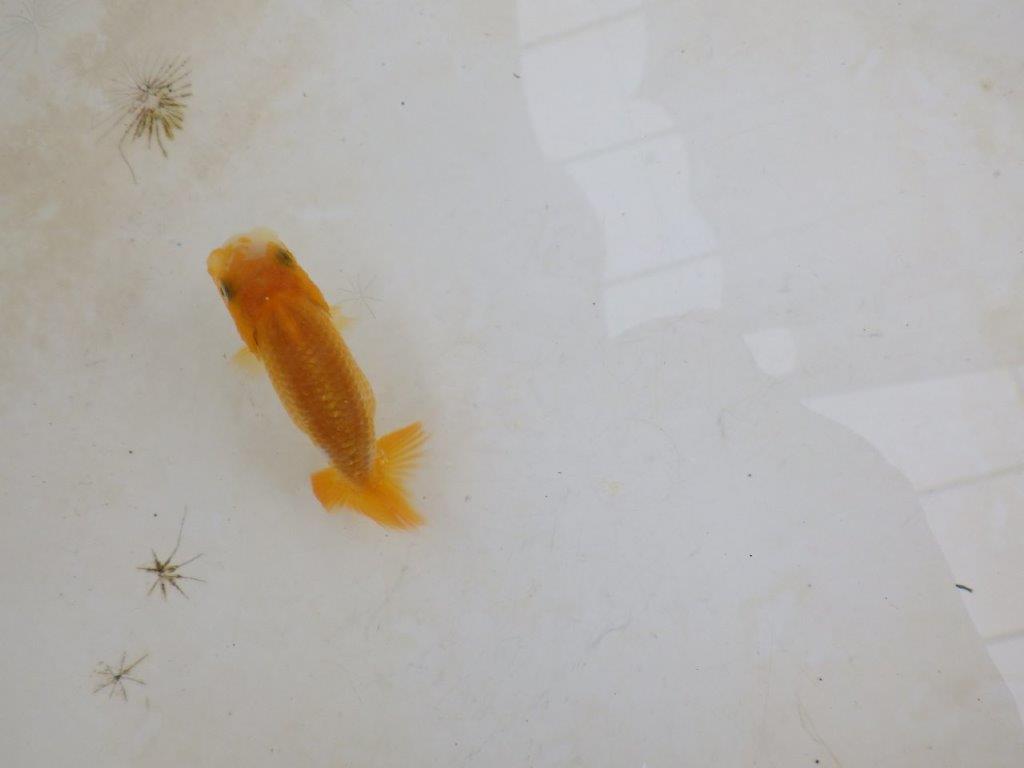 【 激熱！！】頭が良く背も美しい更紗らんちゅう　約7,5ｃｍ　西大関系統　　期間限定販売