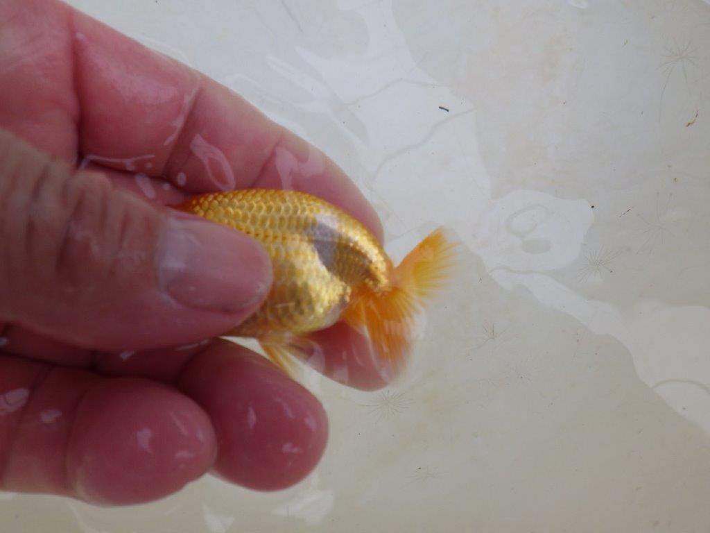 【 激熱！！】頭が良く背も美しい更紗らんちゅう　約7,5ｃｍ　西大関系統　　期間限定販売