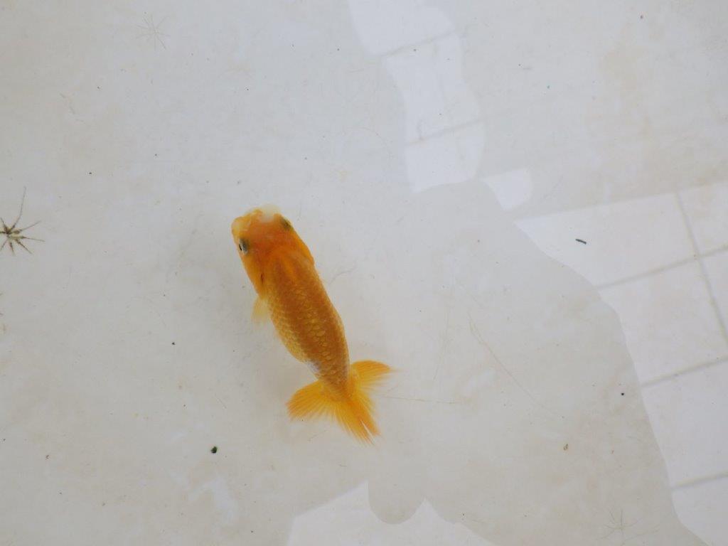 【 激熱！！】頭が良く背も美しい更紗らんちゅう　約7,5ｃｍ　西大関系統　　期間限定販売