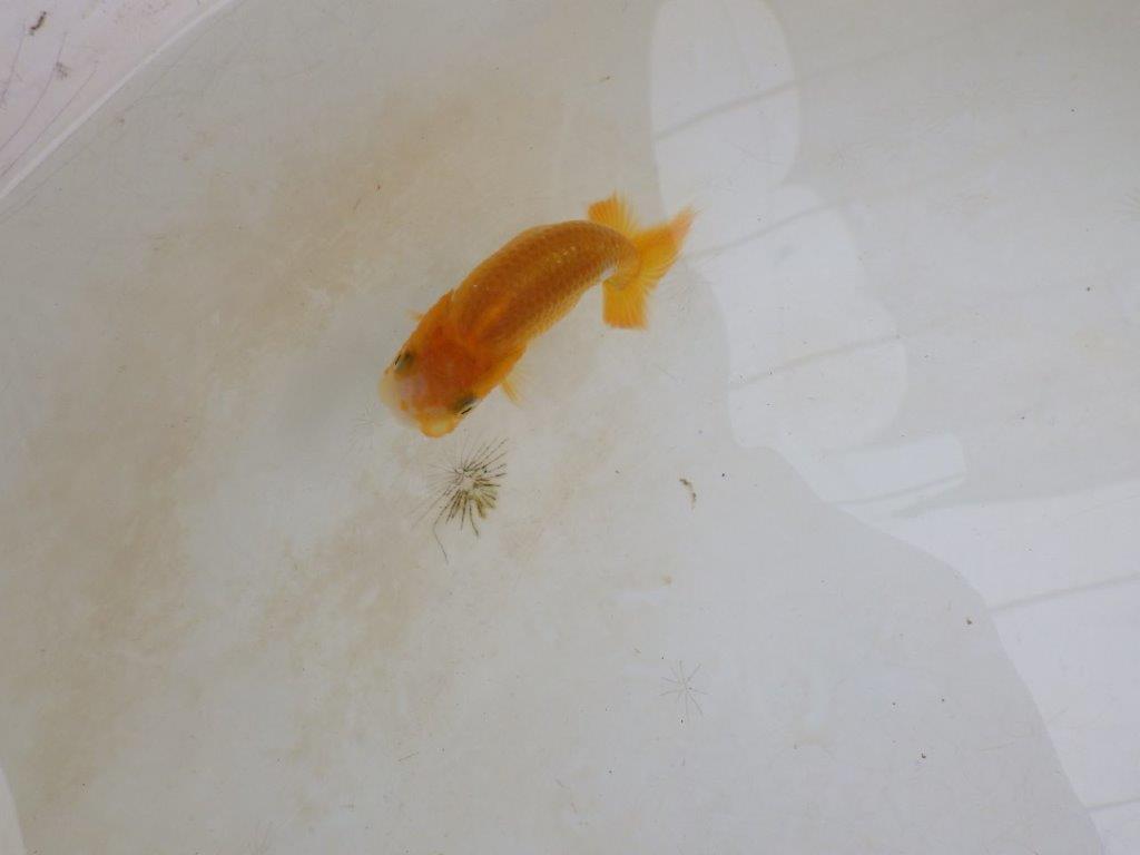 【 激熱！！】頭が良く背も美しい更紗らんちゅう　約7,5ｃｍ　西大関系統　　期間限定販売