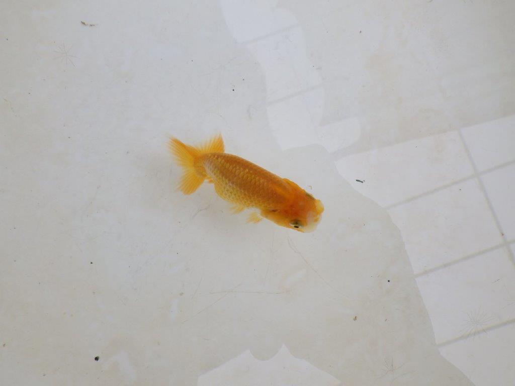 【 激熱！！】頭が良く背も美しい更紗らんちゅう　約7,5ｃｍ　西大関系統　　期間限定販売