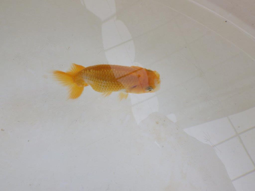 【 激熱！！】頭が良く背も美しい更紗らんちゅう　約7,5ｃｍ　西大関系統　　期間限定販売の上身