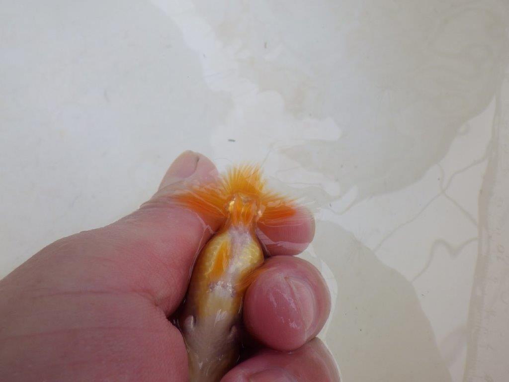 【 激熱！！】頭が良く背も美しい更紗らんちゅう　約7,5ｃｍ　西大関系統　　期間限定販売