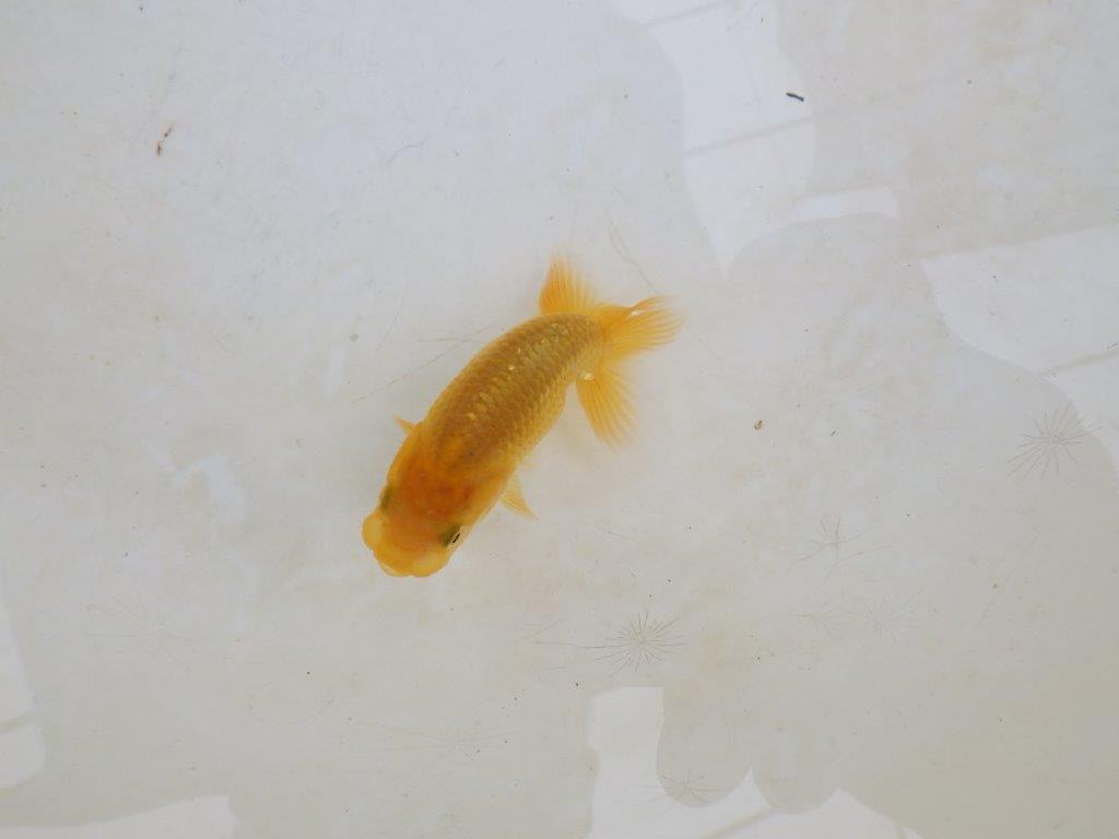 【 激熱！！】今後の成長が楽しみならんちゅう　約7,5ｃｍ　西大関系統　　期間限定販売