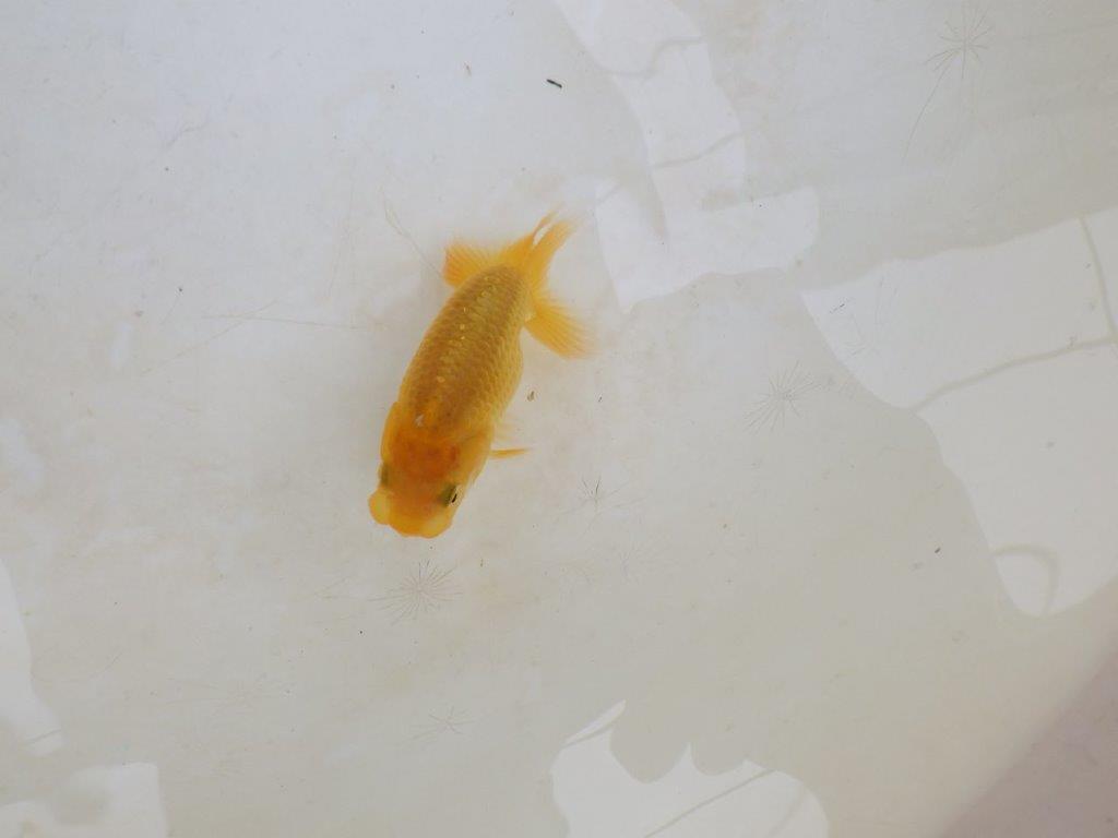 【 激熱！！】今後の成長が楽しみならんちゅう　約7,5ｃｍ　西大関系統　　期間限定販売
