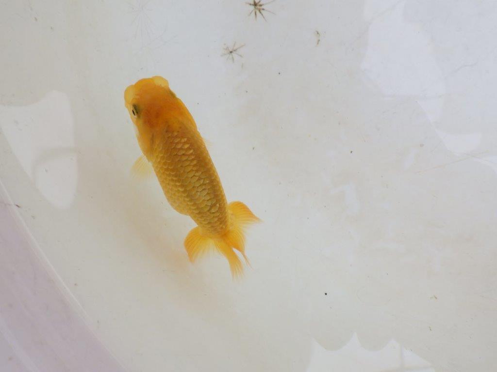 【 激熱！！】今後の成長が楽しみならんちゅう　約7,5ｃｍ　西大関系統　　期間限定販売の上身