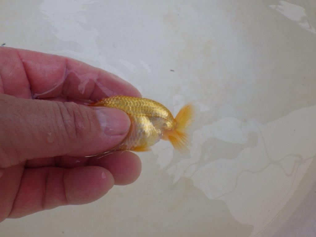 【 激熱！！】今後の成長が楽しみならんちゅう　約7,5ｃｍ　西大関系統　　期間限定販売