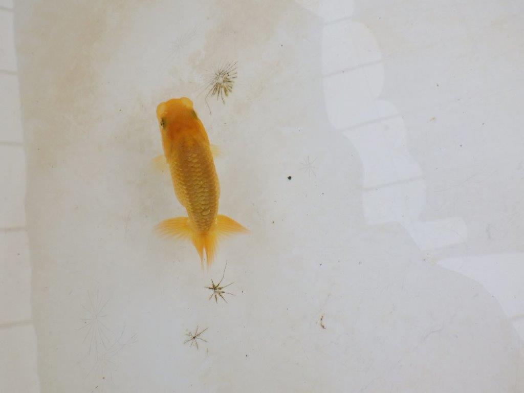 【 激熱！！】今後の成長が楽しみならんちゅう　約7,5ｃｍ　西大関系統　　期間限定販売