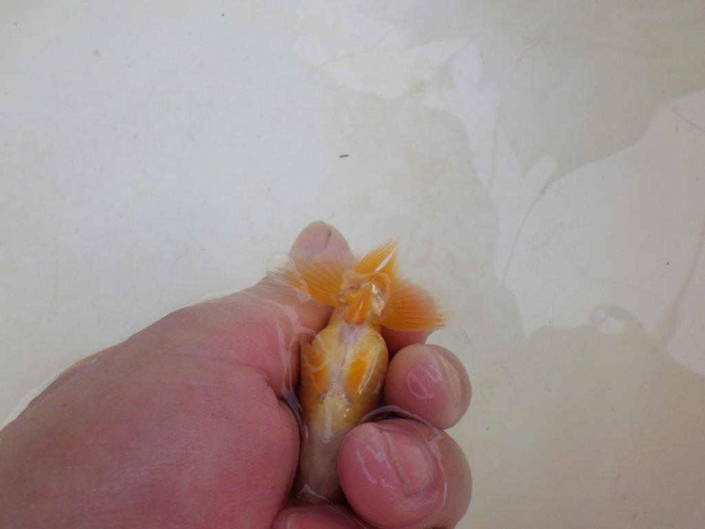 【 激熱！！】今後の成長が楽しみならんちゅう　約7,5ｃｍ　西大関系統　　期間限定販売