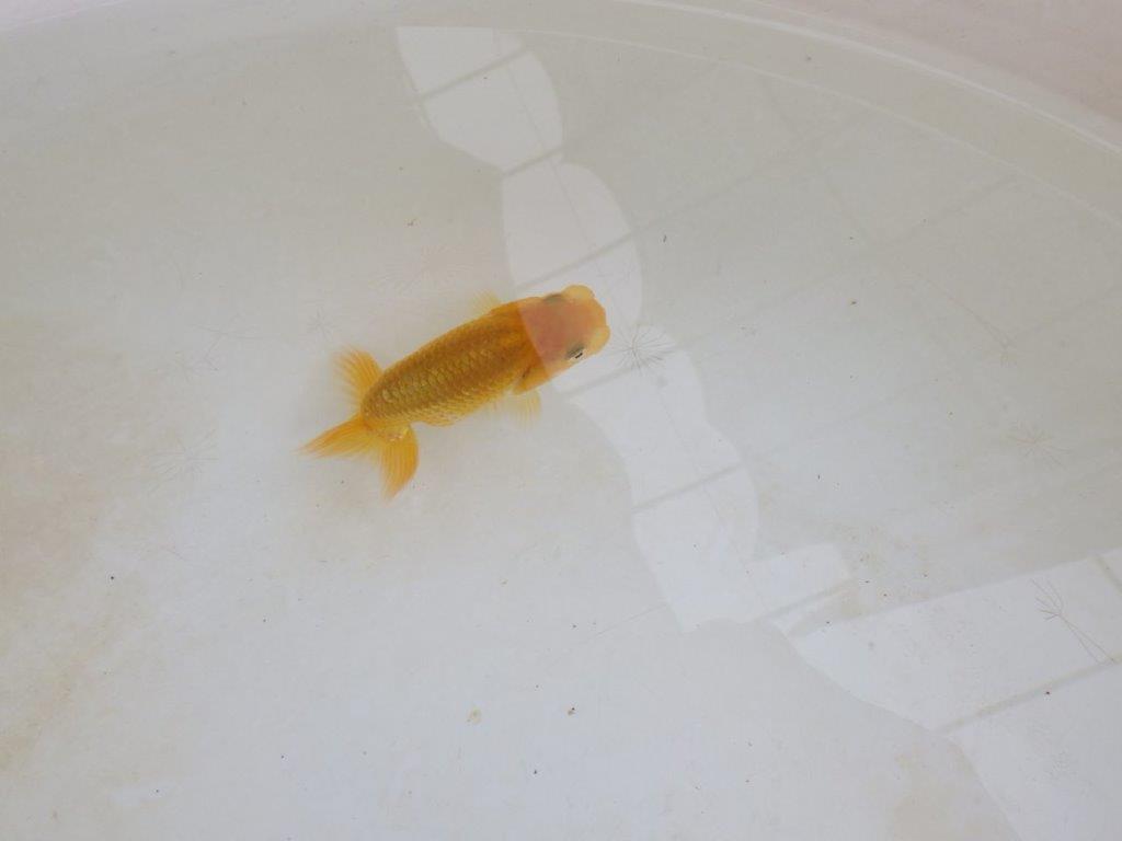 【 激熱！！】今後の成長が楽しみならんちゅう　約7,5ｃｍ　西大関系統　　期間限定販売