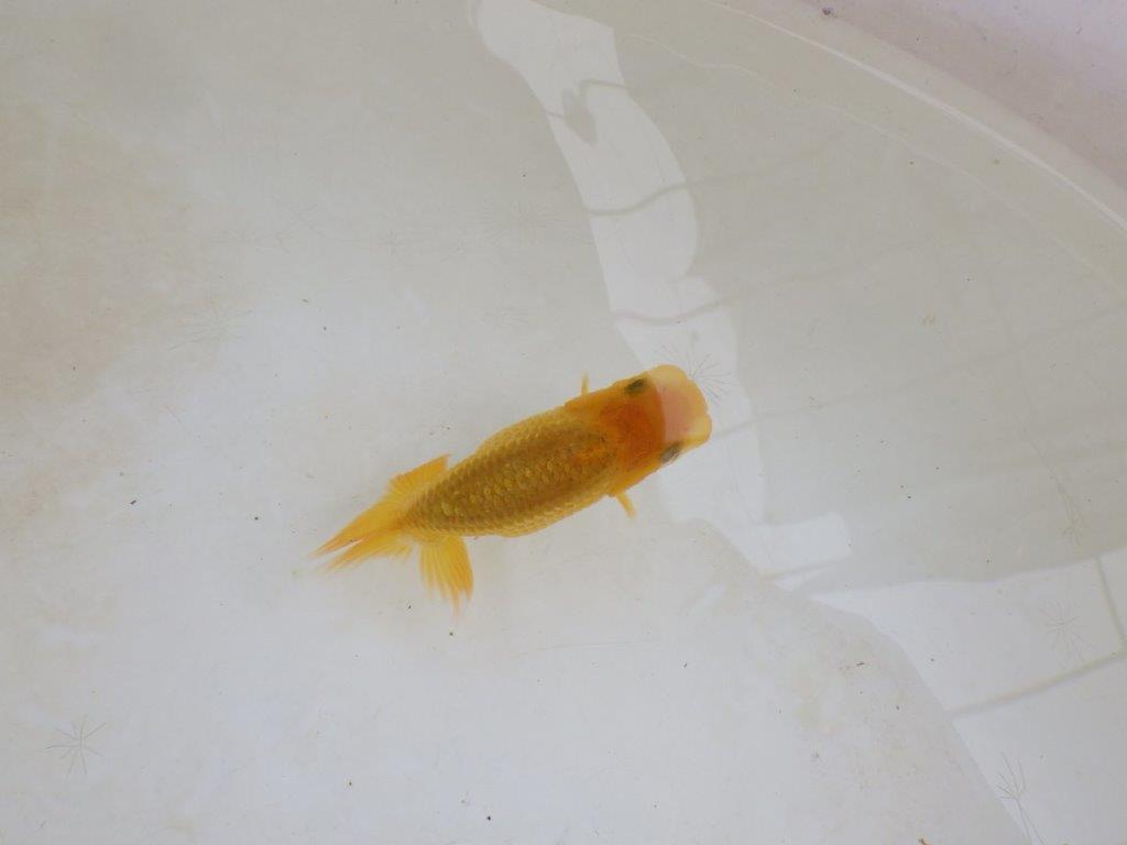 【 激熱！！】頭・胴つくり・尾の雰囲気が良いらんちゅう　約8,5ｃｍ　西大関系統　　期間限定販売
