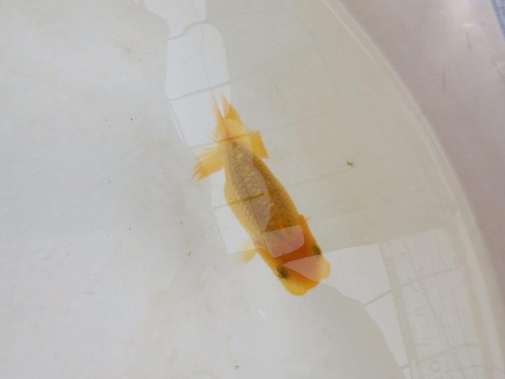 【 激熱！！】頭・胴つくり・尾の雰囲気が良いらんちゅう　約8,5ｃｍ　西大関系統　　期間限定販売