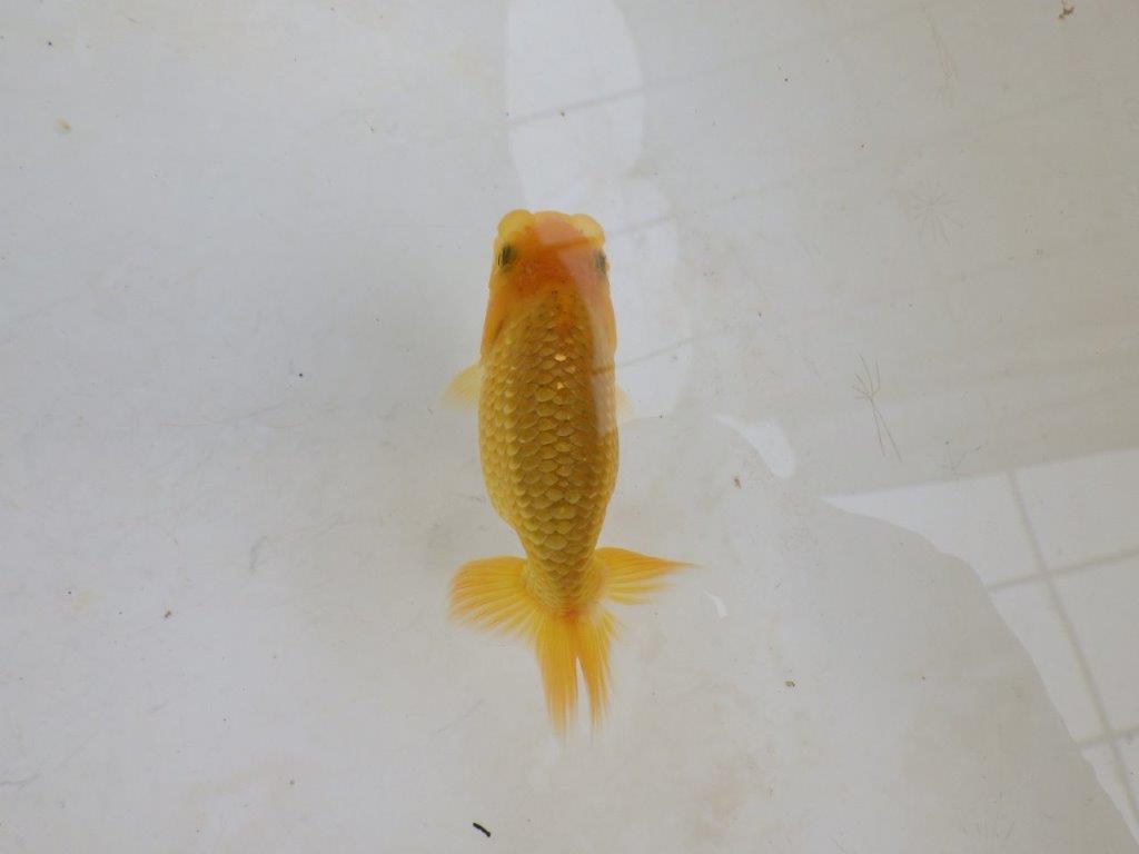 【 激熱！！】頭・胴つくり・尾の雰囲気が良いらんちゅう　約8,5ｃｍ　西大関系統　　期間限定販売の上身
