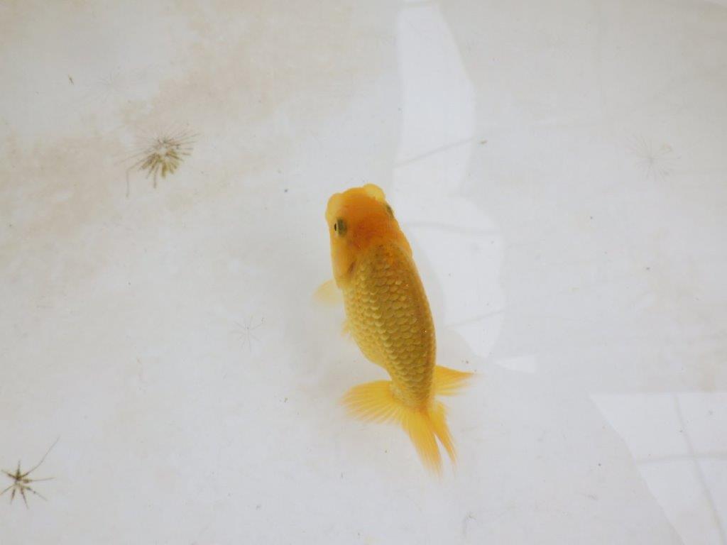 【 激熱！！】頭・胴つくり・尾の雰囲気が良いらんちゅう　約8,5ｃｍ　西大関系統　　期間限定販売