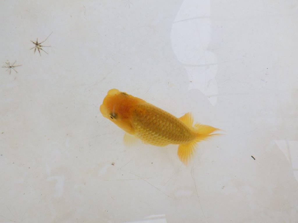 【 激熱！！】頭・胴つくり・尾の雰囲気が良いらんちゅう　約8,5ｃｍ　西大関系統　　期間限定販売