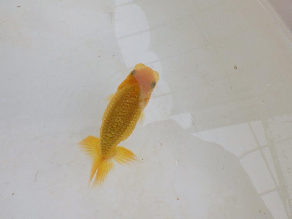 【 激熱！！】頭・胴つくり・尾の雰囲気が良いらんちゅう　約8,5ｃｍ　西大関系統　　期間限定販売