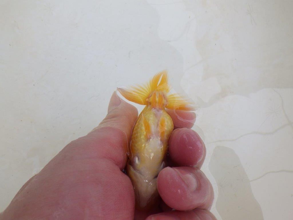 【 激熱！！】頭・胴つくり・尾の雰囲気が良いらんちゅう　約8,5ｃｍ　西大関系統　　期間限定販売