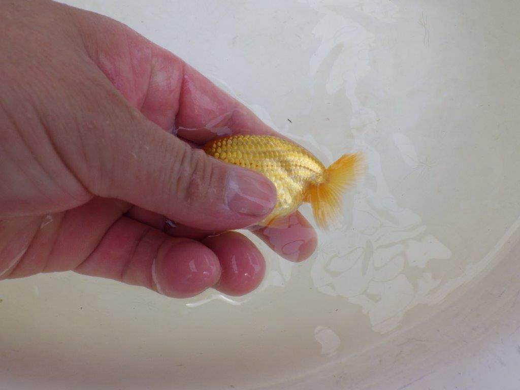 【 激熱！！】頭・胴つくり・尾の雰囲気が良いらんちゅう　約8,5ｃｍ　西大関系統　　期間限定販売