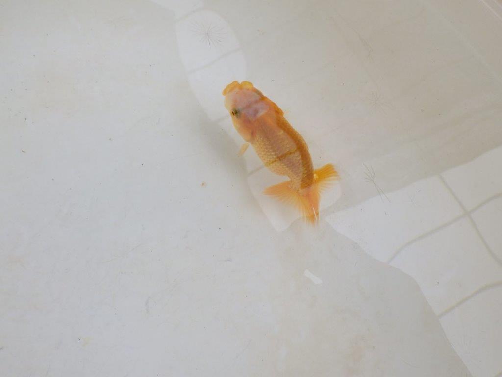 【 激熱！！】尾張りが良い可愛いらんちゅう　約8ｃｍ　西大関系統　　期間限定販売