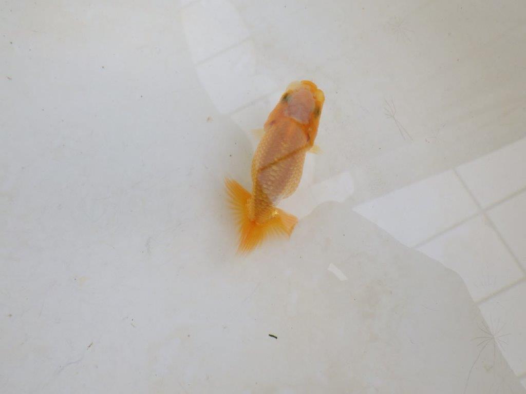 【 激熱！！】尾張りが良い可愛いらんちゅう　約8ｃｍ　西大関系統　　期間限定販売の上身