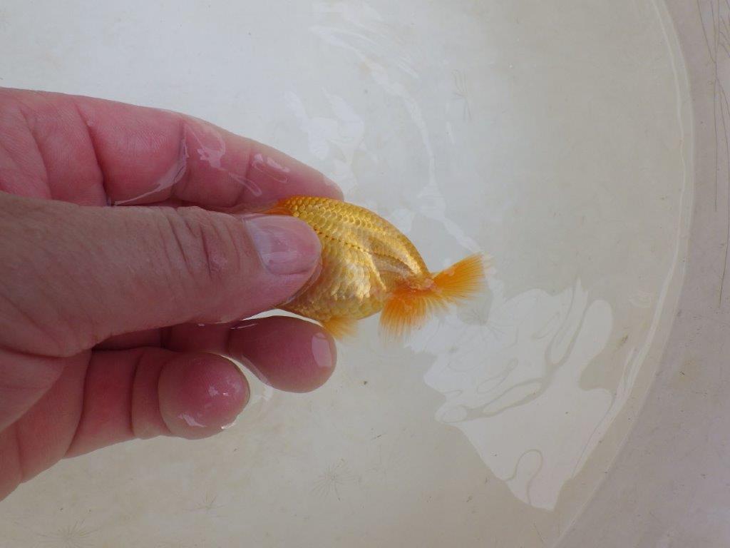 【 激熱！！】尾張りが良い可愛いらんちゅう　約8ｃｍ　西大関系統　　期間限定販売