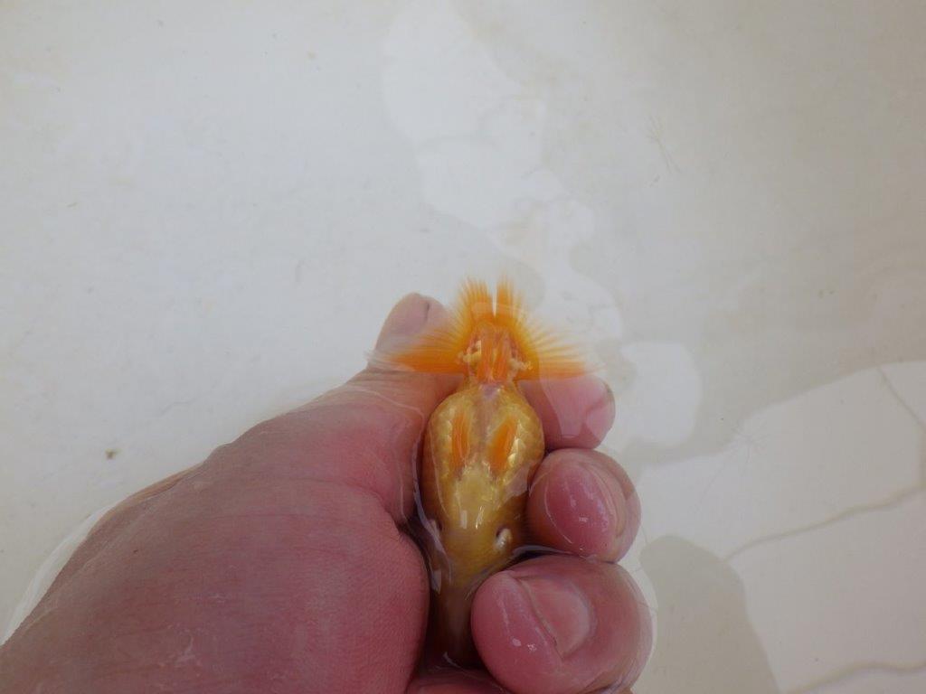 【 激熱！！】尾張りが良い可愛いらんちゅう　約8ｃｍ　西大関系統　　期間限定販売